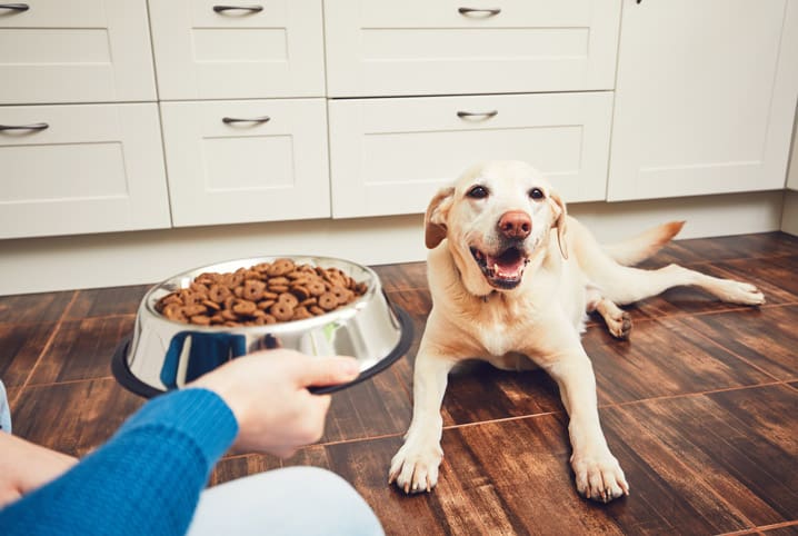 Tipos de ração: como escolher o melhor para o seu pet