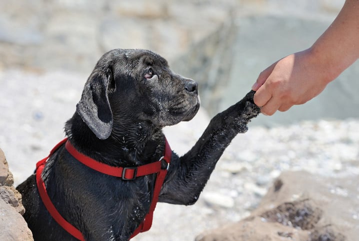 Amor de cachorro: 10 sinais de que seu pet ama muito você