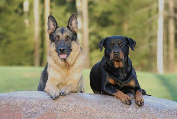 Cachorro agressivo: causas e o que fazer para lidar com o problema