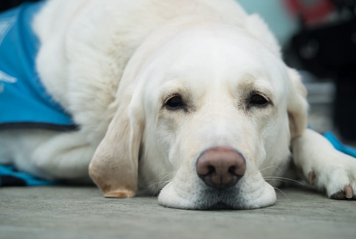 Cachorro intoxicado: como identificar e o que fazer