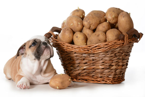Cachorro pode comer batata doce?