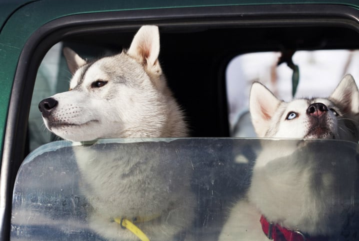 Como fazer dois cachorros se darem bem: confira o passo a passo