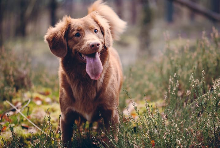 Fazer cachorro parar de latir: será que é uma boa ideia?