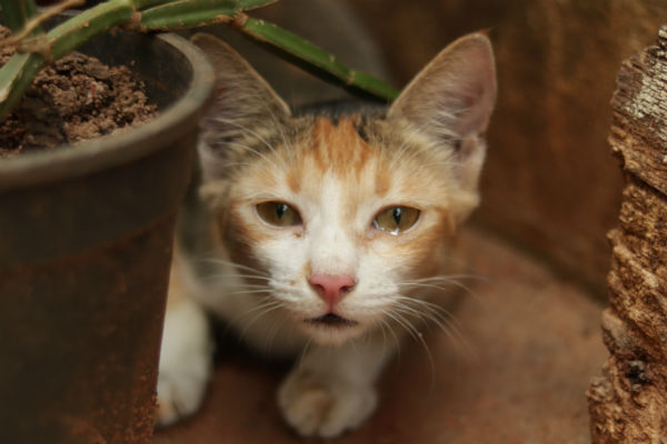 Gato com olho lacrimejando – o que fazer?