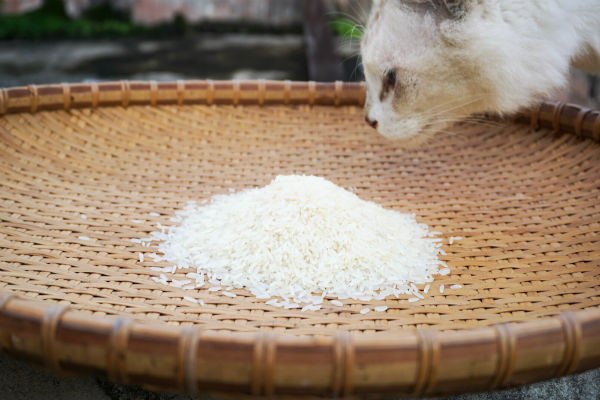 Gato pode comer arroz? Saiba se o alimento faz mal aos felinos