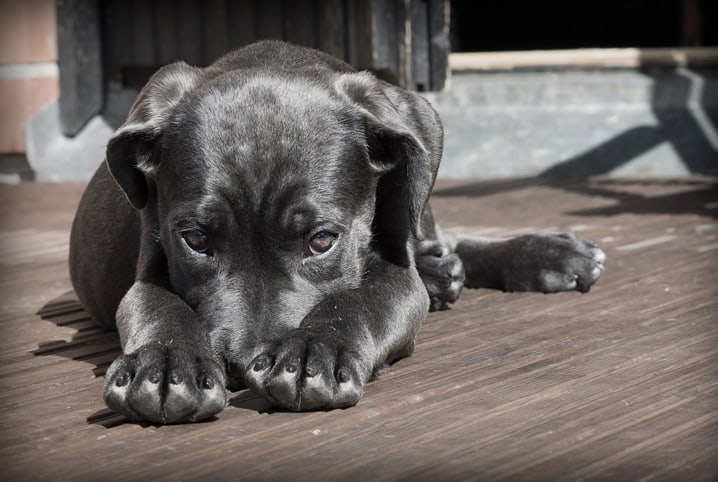 Intoxicação alimentar em cachorros: saiba como agir