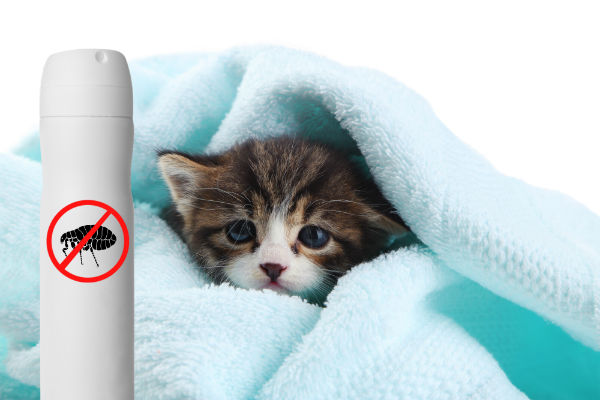 Remédio de pulga para gato filhote