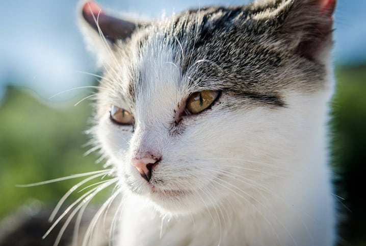 Toxoplasmose: mitos e verdades sobre a chamada “doença do gato”