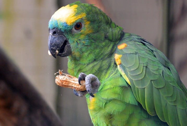 Alimentação das aves: tire suas dúvidas