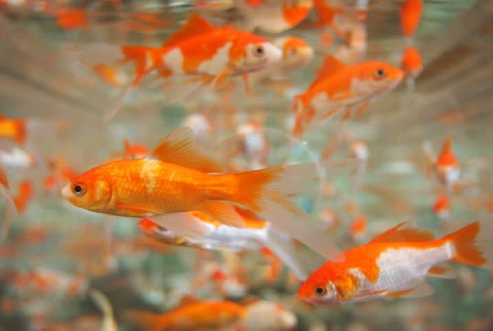 Alimentação dos peixes: 7 dicas para promover um aquário saudável