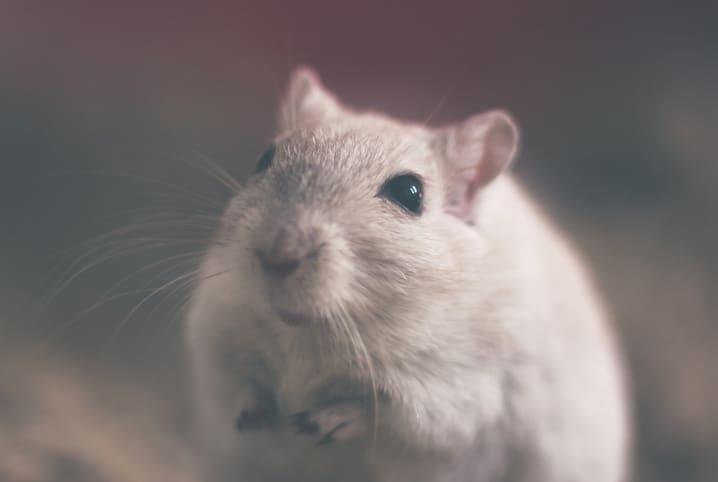 Bola de pelo: sabia que o problema também afeta os roedores?