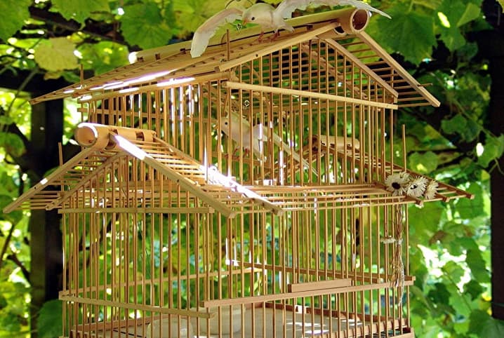 Como cuidar de passarinho: dicas para a manutenção da gaiola