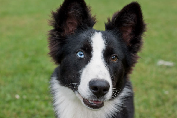 Heterocromia em cachorro: o que é e por que acontece?