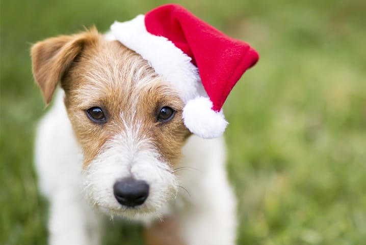 Natal: 7 cuidados para o cão entrar no clima em segurança