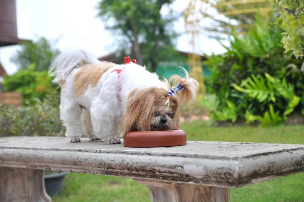 Ração para Shih Tzu – Conheça as melhores opções