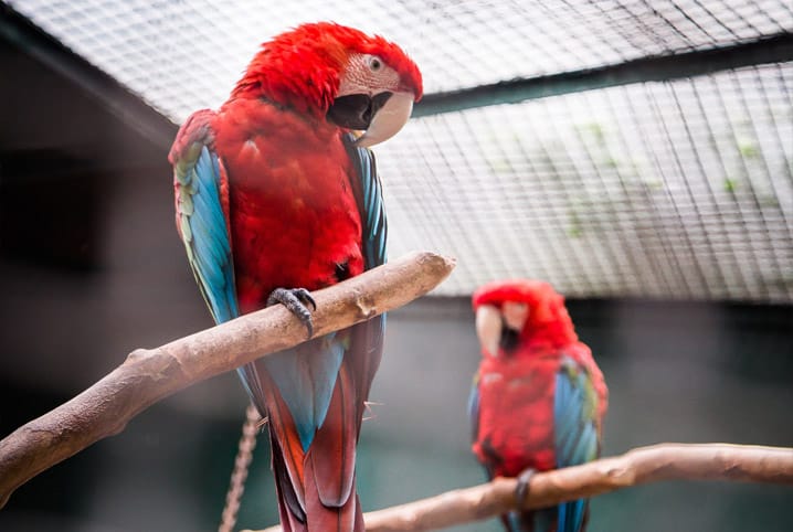 Veterinário de animais silvestres: saiba mais sobre a especialidade