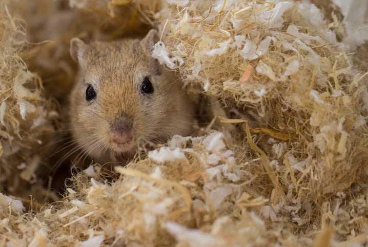 Você sabe o que é feno e qual é sua importância para os roedores?