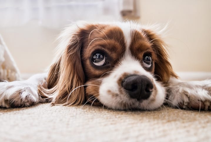 Cachorro com ciúmes: pets que amam demais?