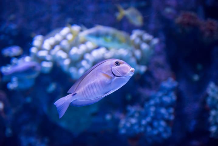 Como decorar um aquário: 5 dicas para um ecossistema mais bonito