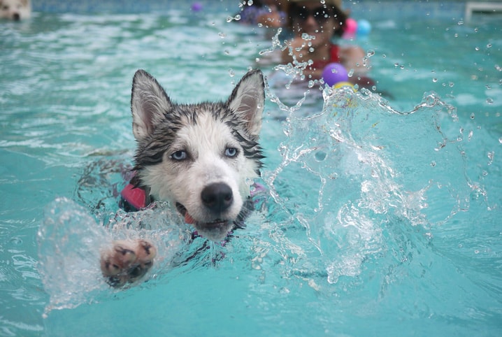 Tudo o que você precisa saber antes de levar o cachorro na piscina