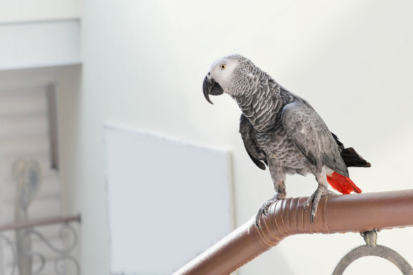 Aves se destacam por sua inteligência única