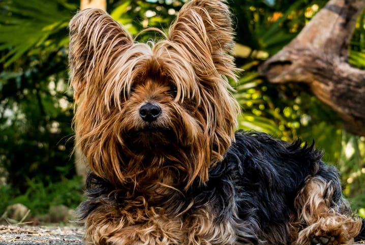 Cachorro de pelo longo: 6 cuidados com os pets peludos!