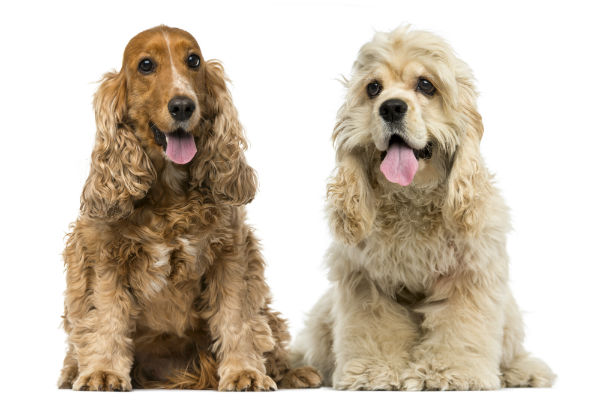 Diferenças entre o Cocker Spaniel Inglês e o Cocker Spaniel Americano