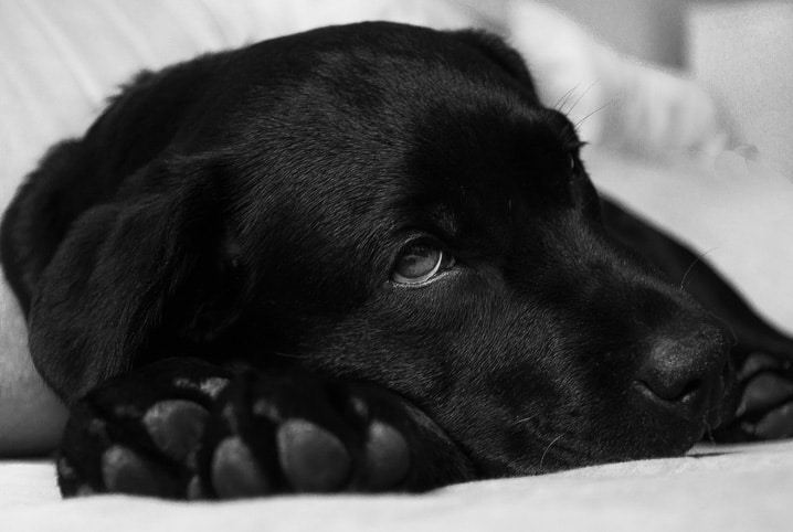 Erliquiose canina: conheça a temida doença do carrapato
