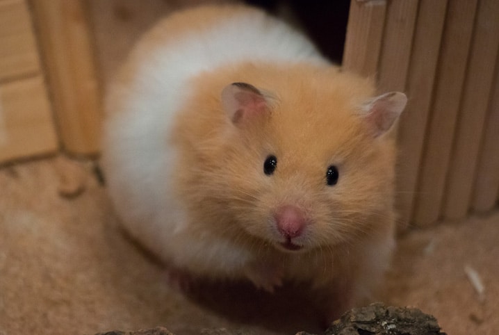 Hamster hibernando: aprenda a identificar quando isso ocorre
