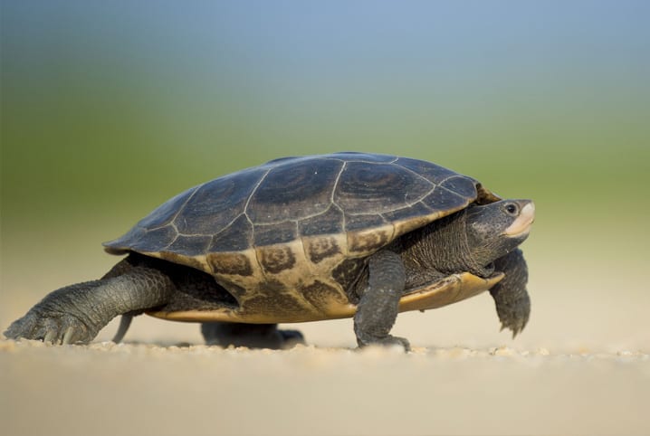 Quantos anos vive uma tartaruga? A gente conta!