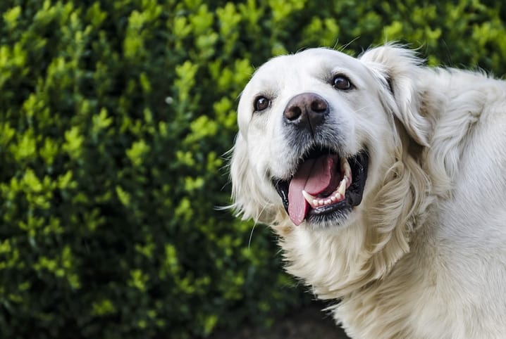 Dicas da odontologia veterinária sobre saúde bucal