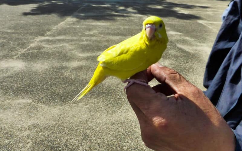 Temperatura das aves: entenda os cuidados!