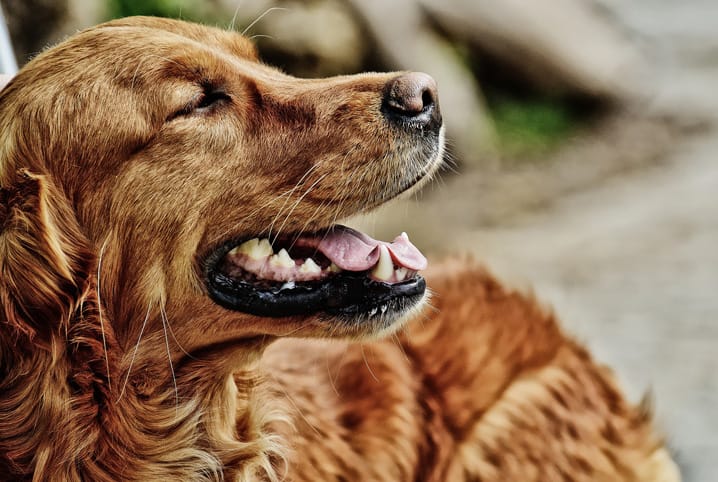 Verruga em cachorro: descubra o que pode ser