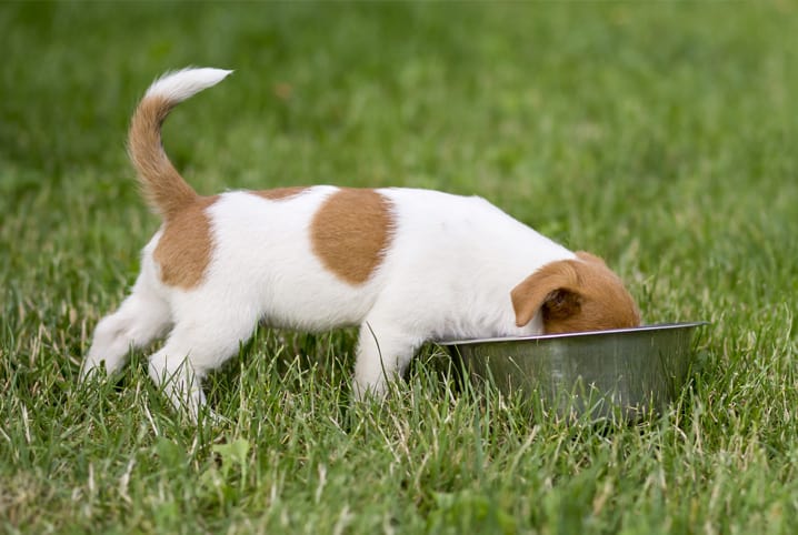 Alimentação para cachorros castrados: o que deve mudar