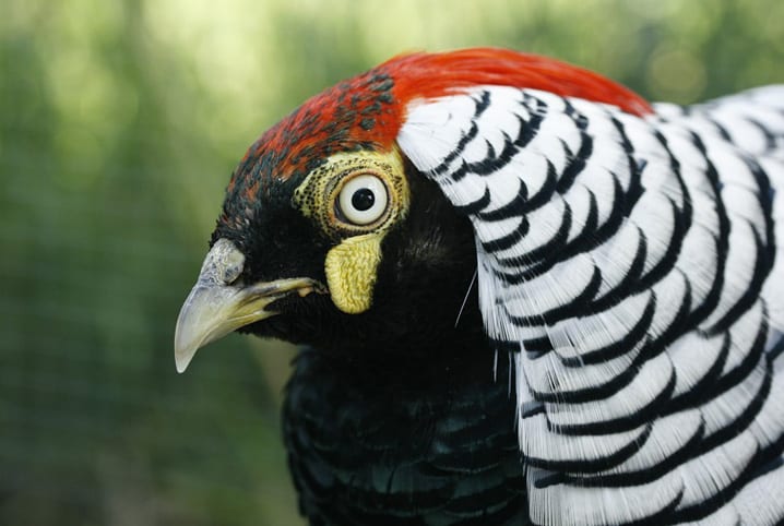Criação de aves ornamentais: confira 4 espécies mais procuradas