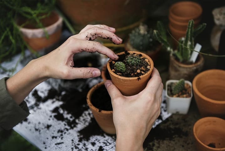 Cuidar de plantas: aprenda as dicas de como salvar a sua amiguinha