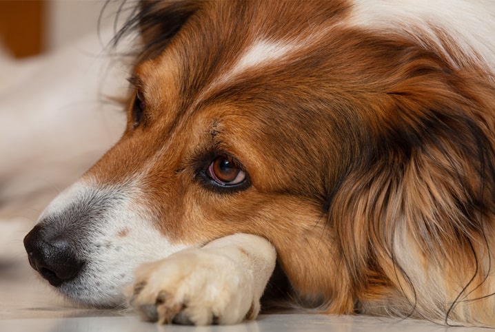 Diabetes canina: saiba tudo sobre a doença