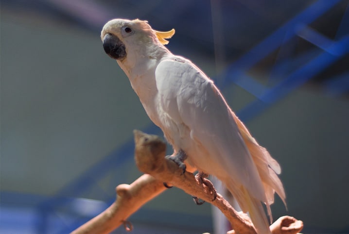 Doença das aves: como reconhecer pássaros estressados