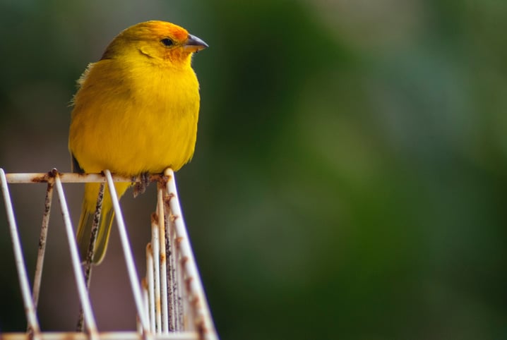 Doenças de pássaros: como identificar quando é um sintoma ou apenas comportamento