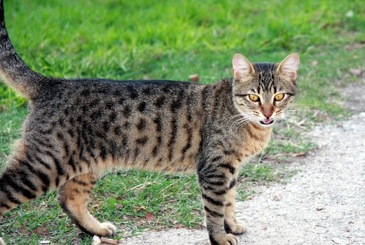 Gato com raiva: tudo sobre a zoonose que também afeta os bichanos