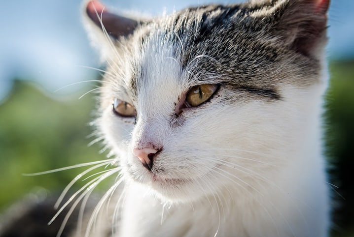 Gato troca de dente? Desvendamos a dentição dos bichanos