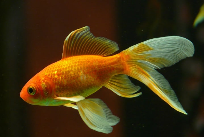 Peixes de aquário: todos os cuidados ao escolher as espécies ideais