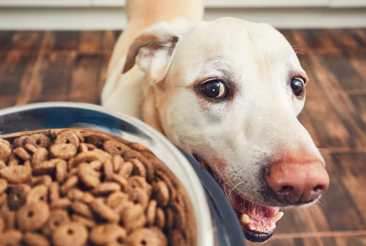 Quantas vezes um cachorro deve comer por dia? Descubra!