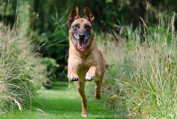 Truques para cachorro: 4 comandos para ensinar em casa!