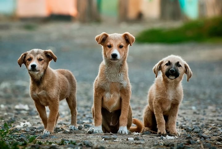 8 dicas de como resgatar animais abandonados