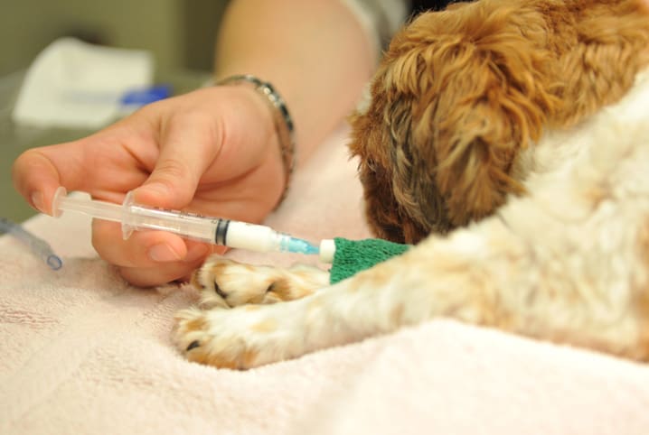 Anestesia para cachorro: conheça os tipos e as indicações