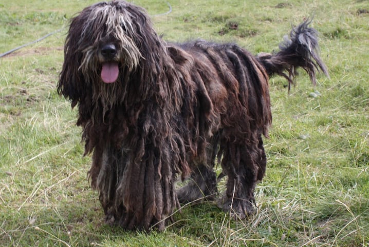 Cachorro de dread: tudo sobre dreadlocks em cachorros