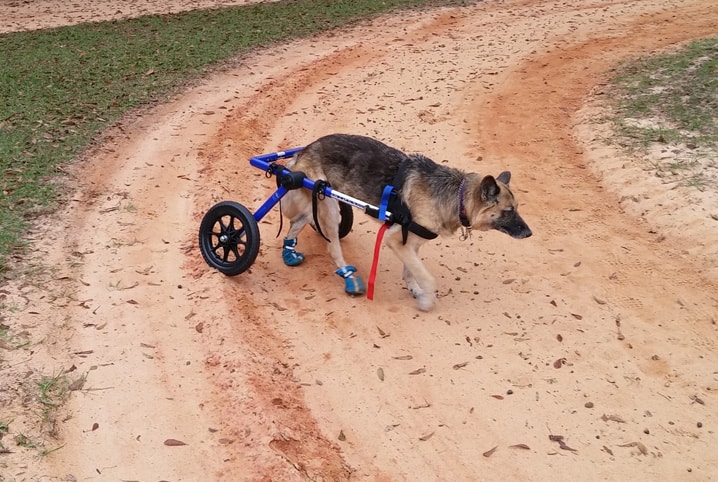 Cachorro paraplégico: quando o pet precisa de cadeira de rodas