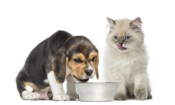 Cachorro pode comer ração de gato?