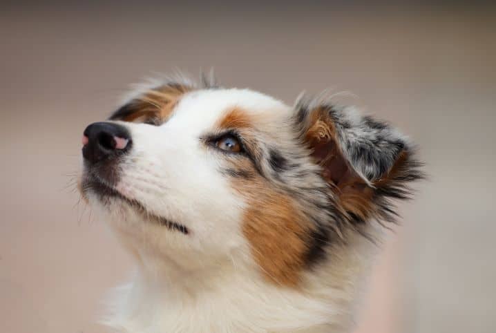 Cachorros famosos: 5 animais que entraram para história